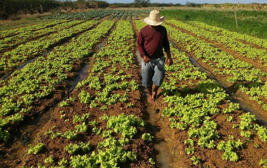 'Não deveria haver fome na América Latina', diz pesquisador.